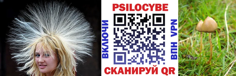 Псилоцибиновые грибы Psilocybine cubensis  Ленинградская 
